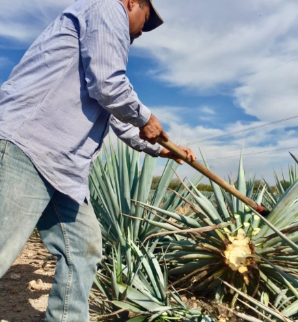 El primer tequila con denominación de origen fuera de Jalisco