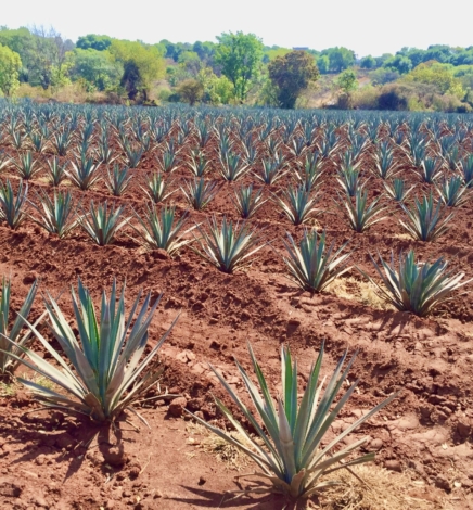 El tequila en Arandas y Guadalajara, Jalisco