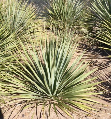 Sotol Hacienda, Delicias, Chihuahua